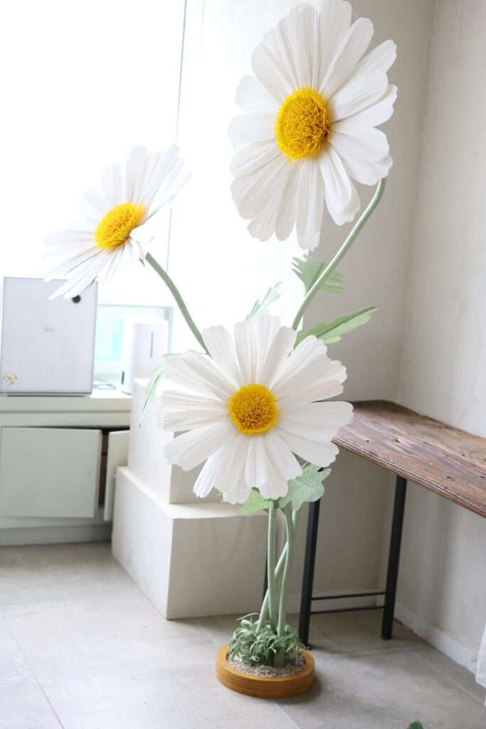 Three giant white paper daisy flowers with yellow centers displayed indoors