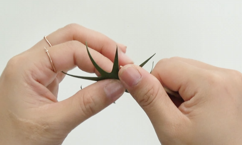 Shaping a green cardstock sepal by bending the pointed leaves for a cosmos paper flower.