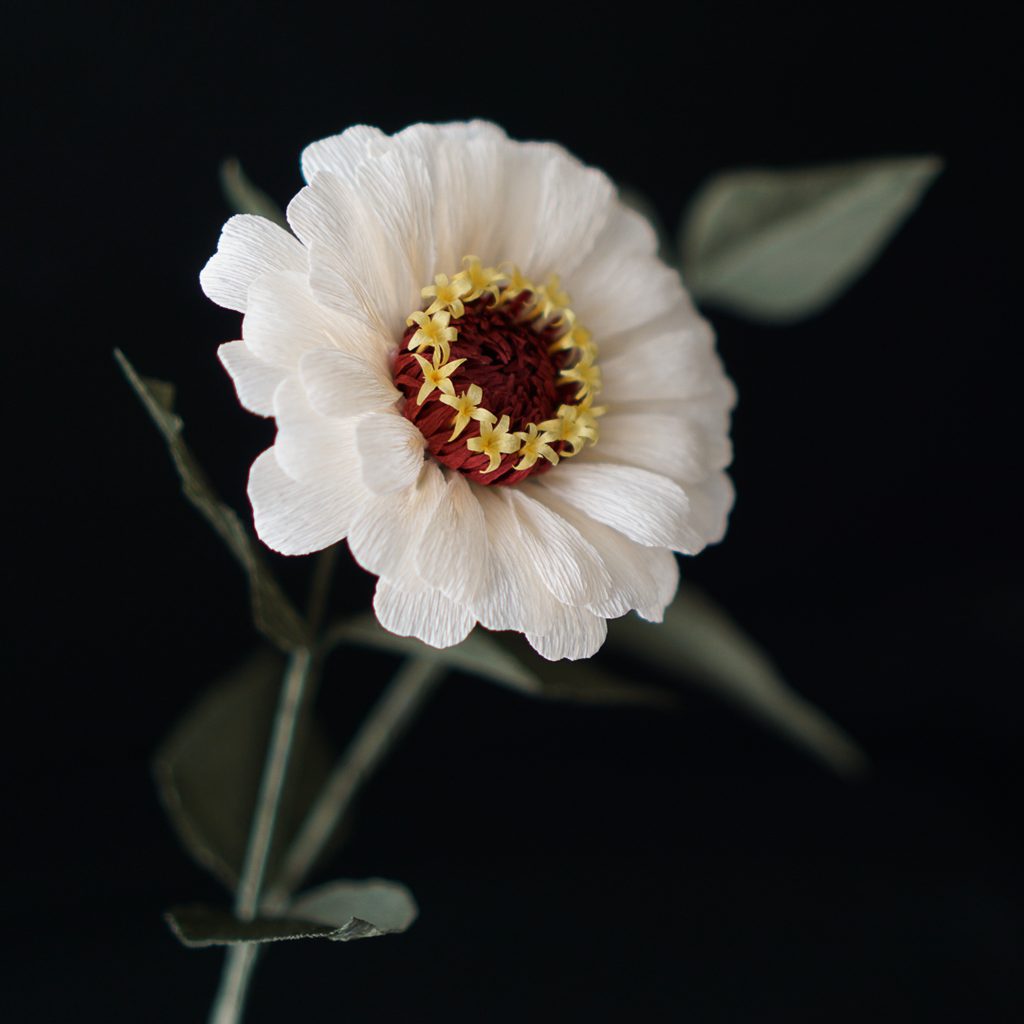 Realistic handmade white crepe paper zinnia flower with a burgundy center and green leaves.